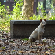 Bangladesh Natinal Zoo_14